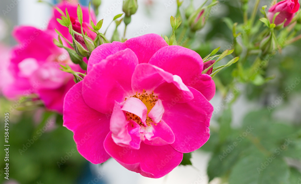 Hardy rugosa shrub rose from the Explorer series 'William Baffin' in a North American garden. Hardy rugosa shrub rose from the Explorer series 'William Baffin' in a North American garden.
