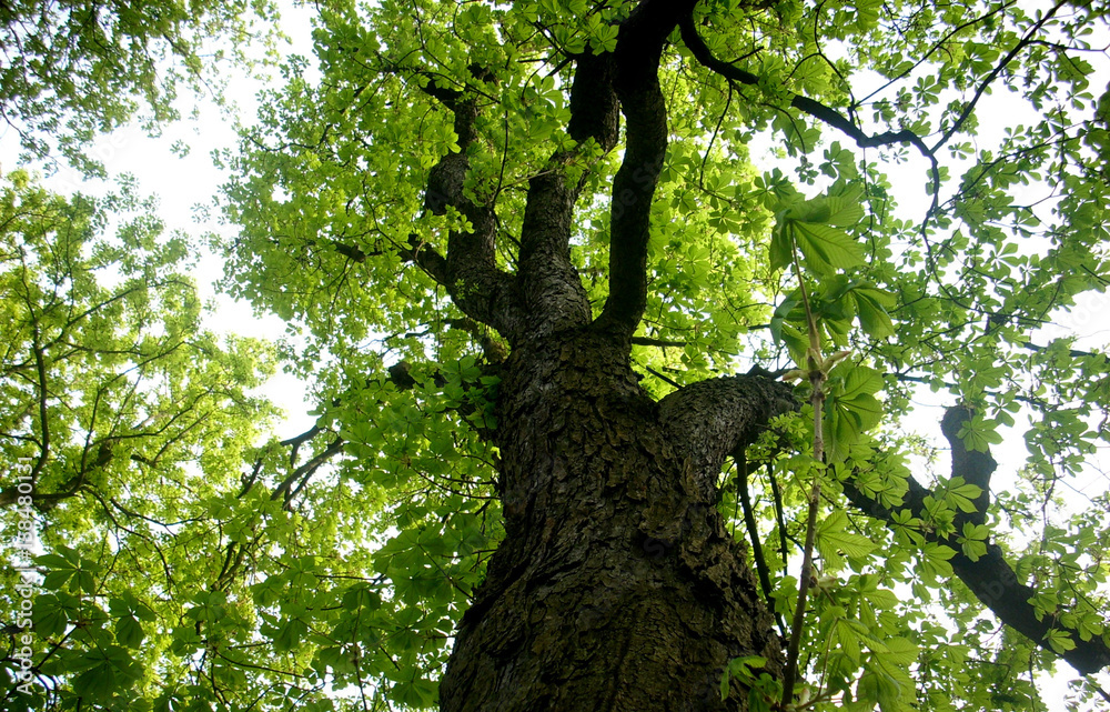 Fototapeta premium looking up a tree