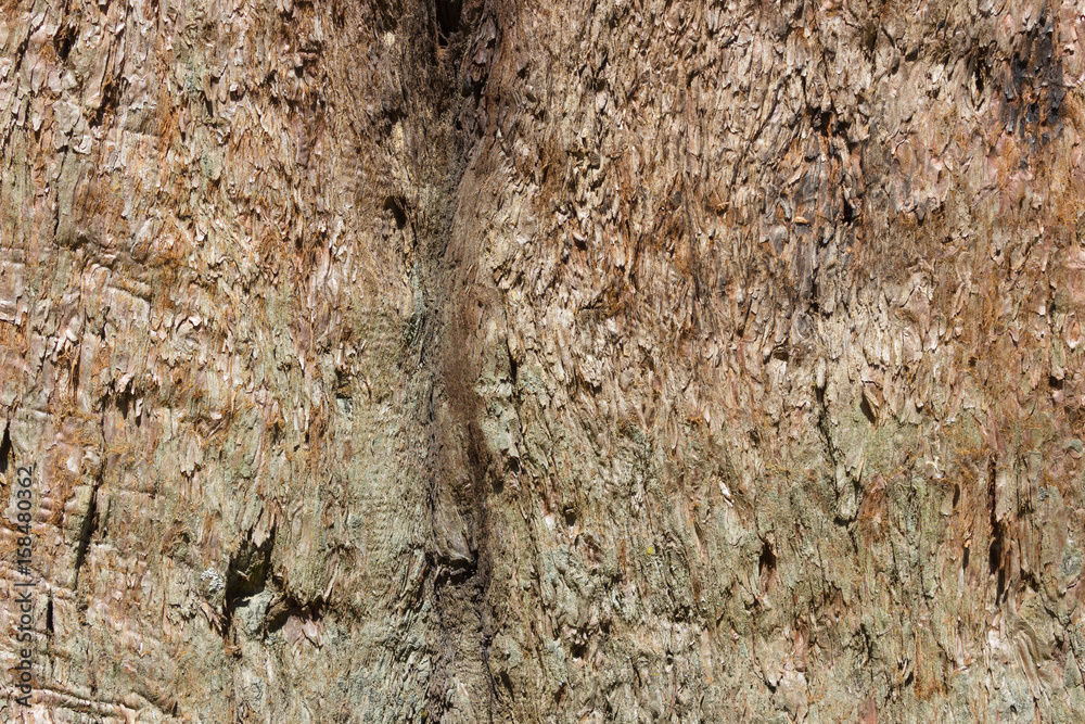 Fototapeta premium Organic pattern, Tree bark texture , giant sequoia