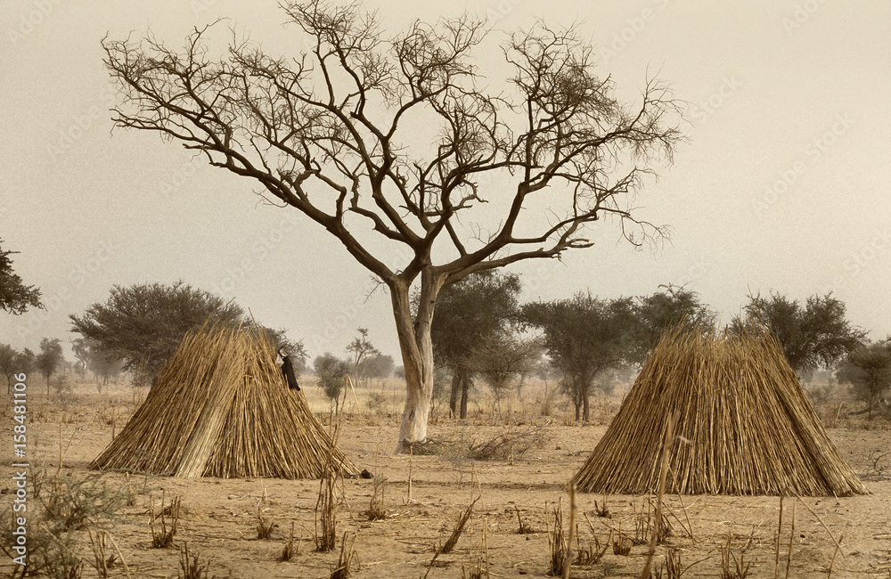 Mali, West Africa - Peul village and typical mud buildings - obrazy, fototapety, plakaty 