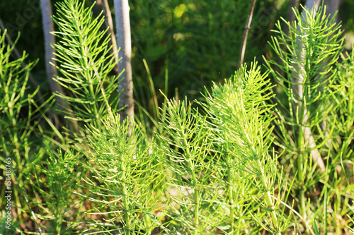 Wild plants - green background of horsetail or Tolkachik or Equisetum arvense . Common Horsetail in spring photo
