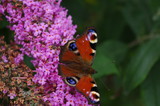 Peacock butterfly on butterfly bush flower