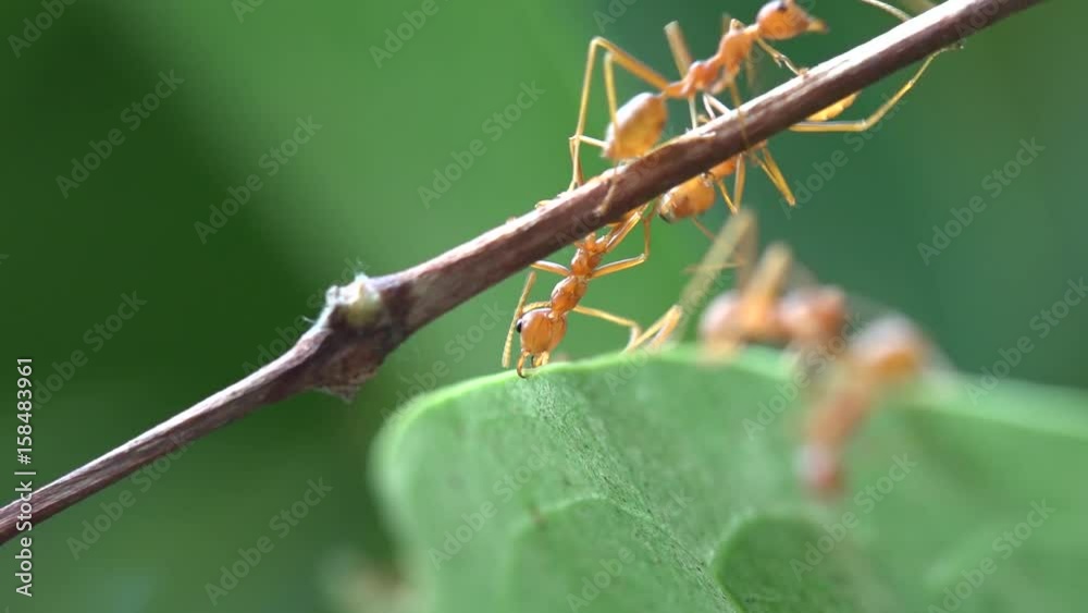 red ants climbing from leaf to leaf in thailand