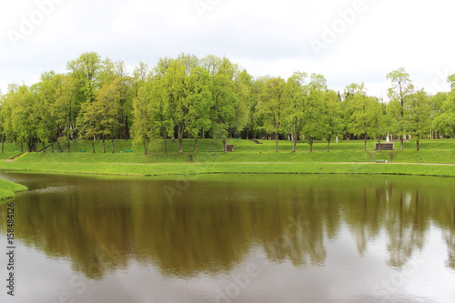 Fototapeta Naklejka Na Ścianę i Meble -  Cultural trees planted in the Gatchina Park are reflected in the lake.