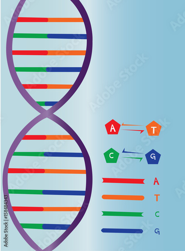 DNA strand