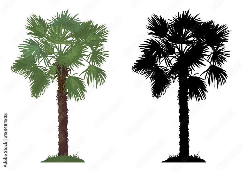 Obraz premium Tropical Palm Tree with Green Leaves and Grass and Black Silhouettes Isolated on White Background. Vector