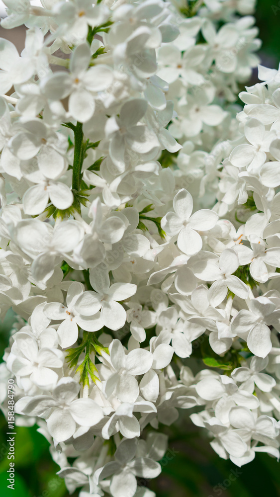 Blooming beautiful white lilac flowers in the garden. Macro. Blooming beautiful white lilac flowers in the garden. Macro.