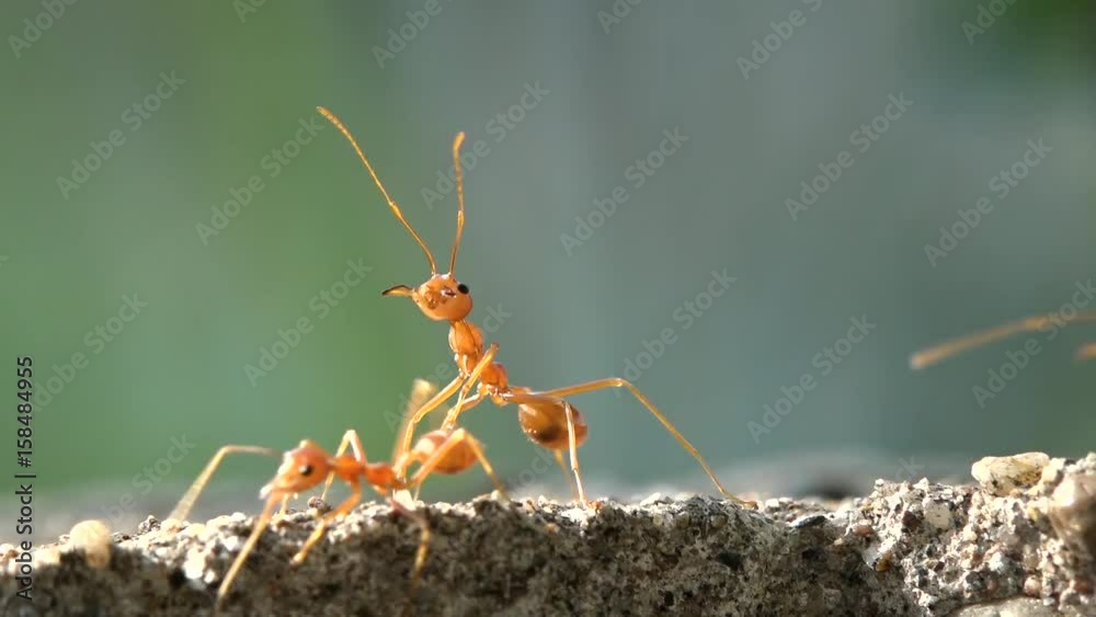 red ants walking around in the sun
