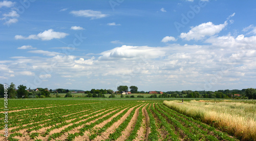 Champ de pommes de terre