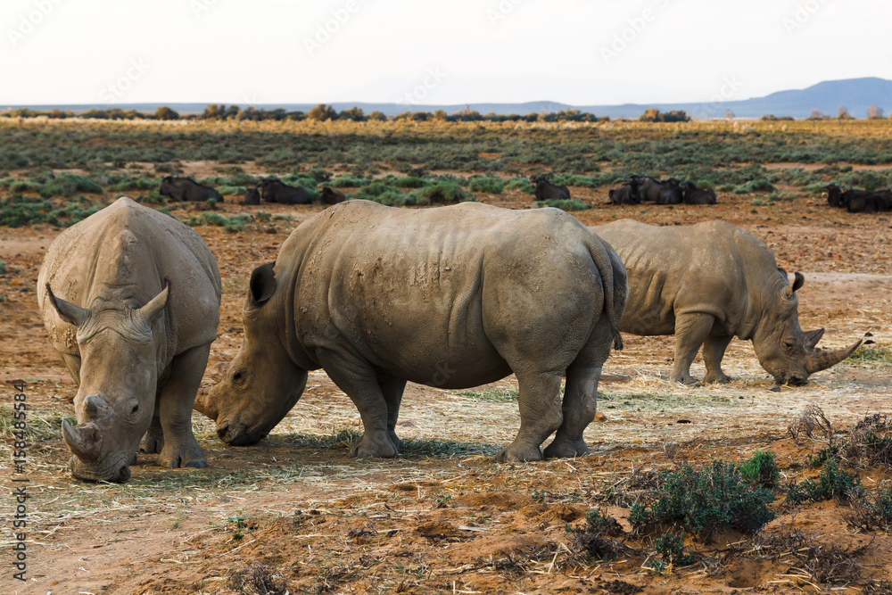 Rhinos in wild nature (Inverdoorn, South Africa) Rhinos in wild nature (Inverdoorn, South Africa)