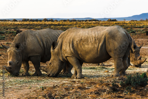 Rhinos in wild nature (Inverdoorn, South Africa)