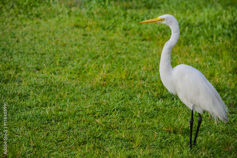 A Great White Heron (ardea herodias occidentalis)In the park at the Largo Central Park in Largo, Florida. A Great White Heron (ardea herodias occidentalis)In the park at the Largo Central Park in Largo, Florida.