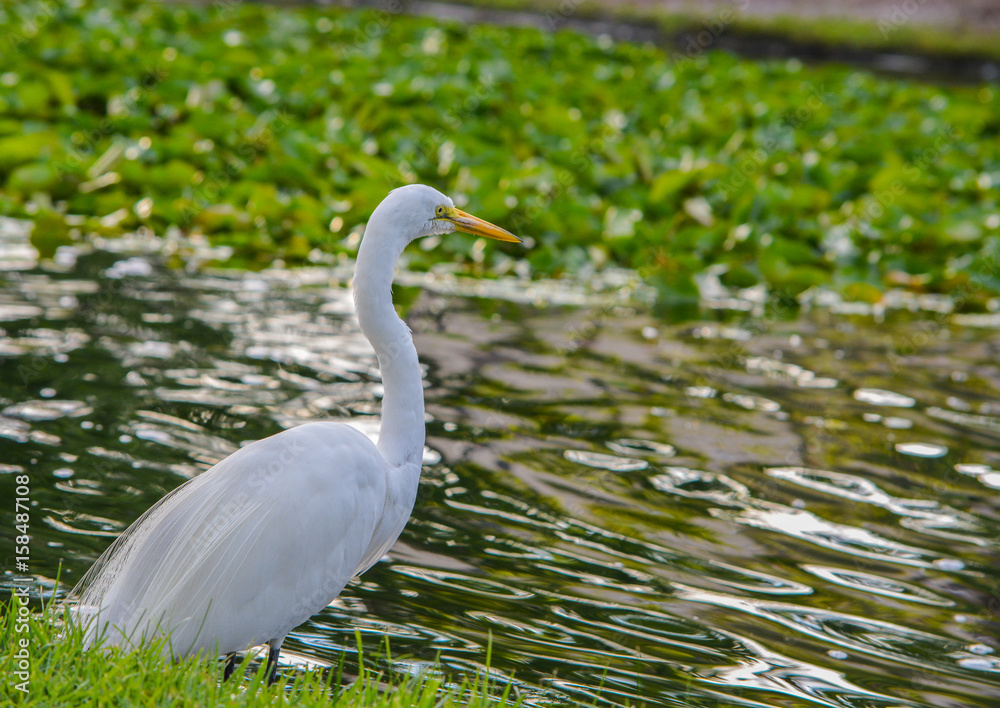 A Great White Heron (ardea herodias occidentalis)In the park at the Largo Central Park in Largo, Florida.