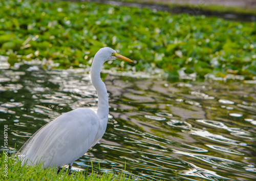 A Great White Heron (ardea herodias occidentalis)In the park at the Largo Central Park in Largo, Florida. © Norm