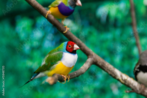 Beautiful birds Guldova Amadina (Erythrura gouldiae) sitting on a branch photo