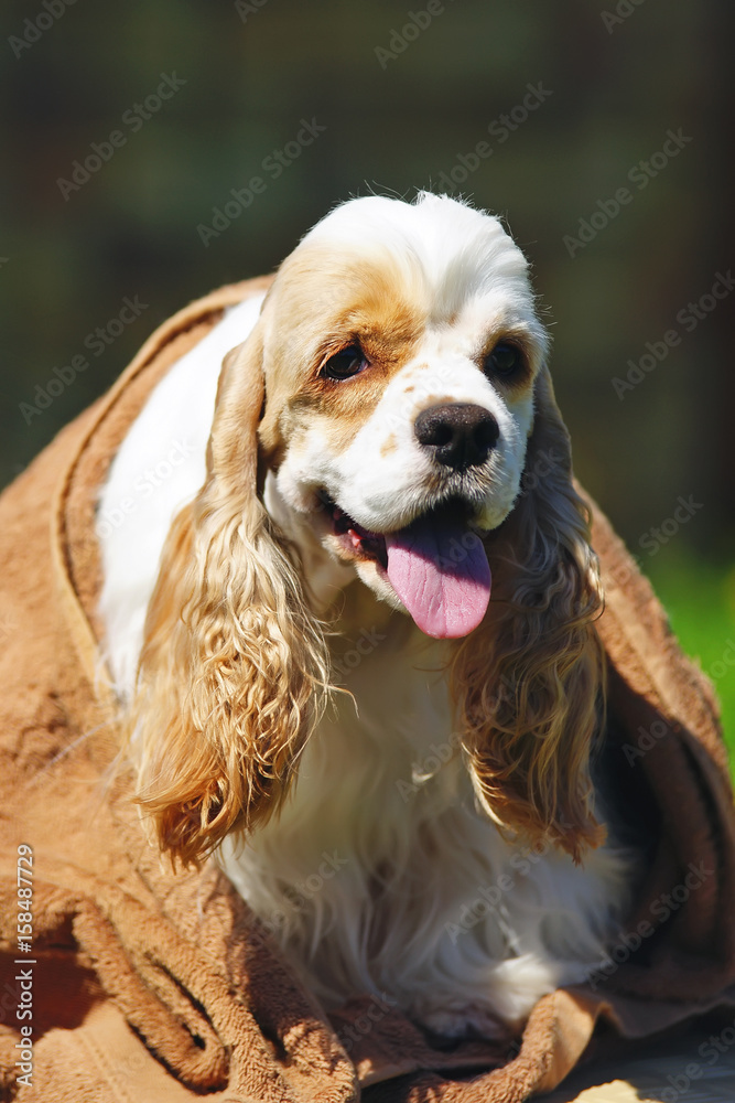 White and red American Cocker Spaniel dog sitting outdoors covered with a  brown towel Stock-bilde | Adobe Stock