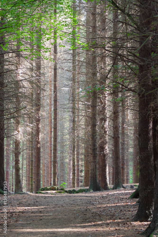 Fototapeta premium forest path