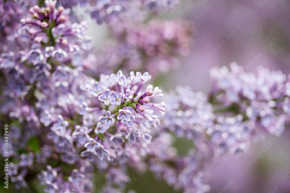 Nature background with lilac flowers. Soft focus. Nature background with lilac flowers. Soft focus.