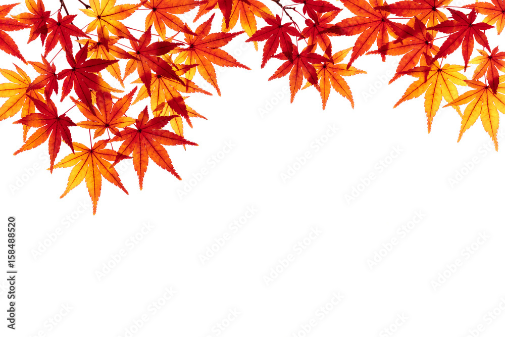 紅葉したモミジの葉 秋のイメージ 紅葉したモミジの葉 秋のイメージ