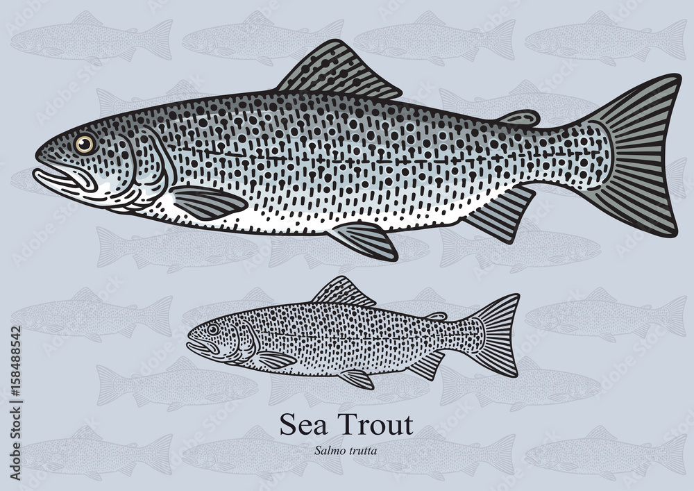 Fototapeta premium Sea Trout. Vector illustration for artwork in small sizes. Suitable for graphic and packaging design, educational examples, web, etc.