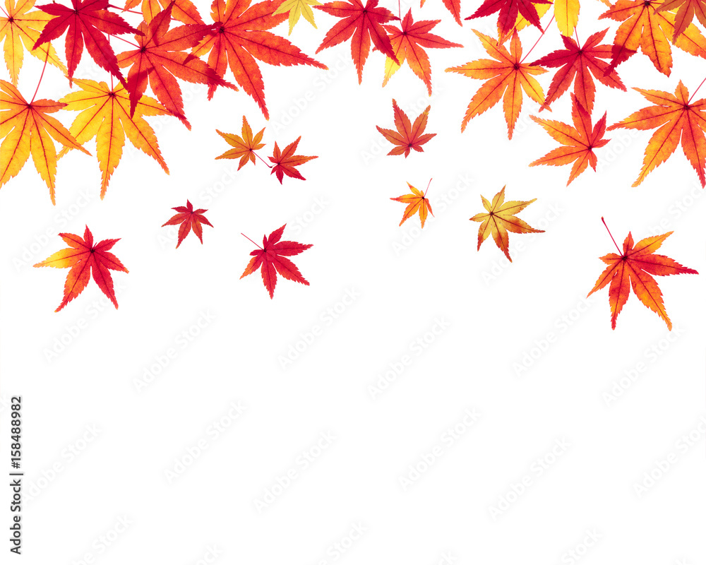モミジの紅葉 モミジの紅葉