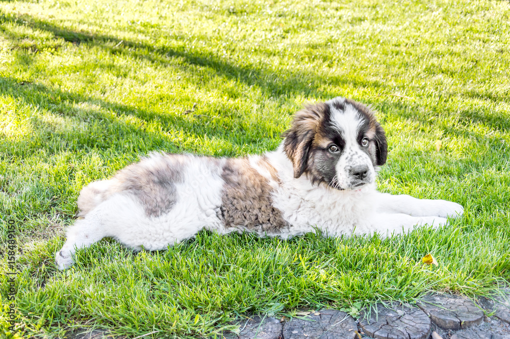 Young dog lying on green grass.