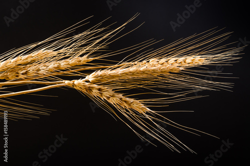 Barley grain on black background