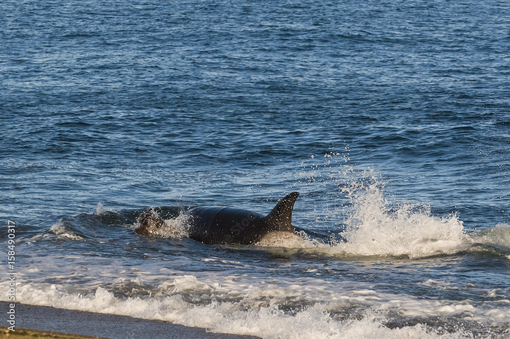 Fototapeta premium Killer Whale, Orca, hunting a sea lion pup, Peninsula Valdez, Patagonia Argentina