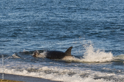 Killer Whale  Orca  hunting a sea lion pup  Peninsula Valdez  Patagonia Argentina