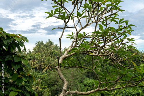 Tropical Rainforest Landscape, Bali island, Indonesia.