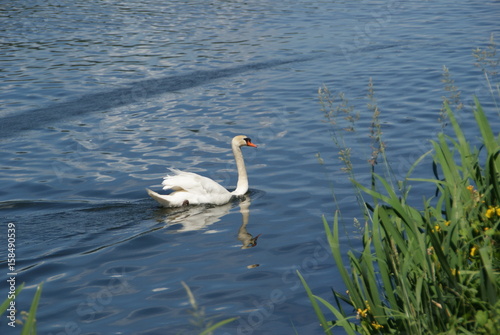 Schwann in Eile