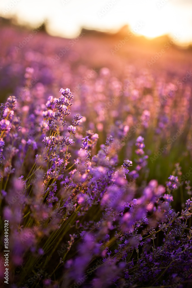 Obraz premium The sunset on the lavender field