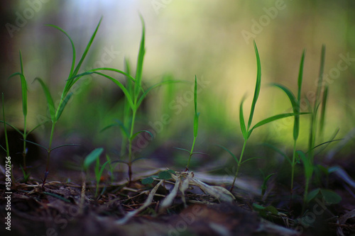 green shoots of young grass spring background