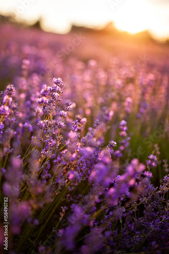 The sunset on the lavender field