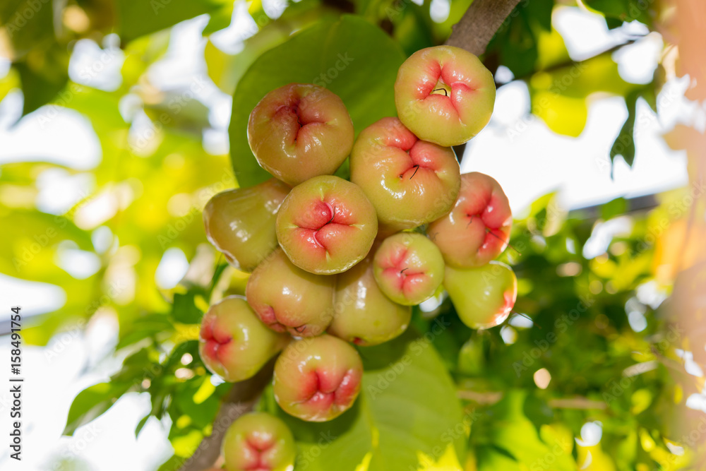 Syzygium fruits and leaves on a tree branch in a tropical garden with blurred vegetation lit by sunshine in the background. Water rose apple in Thailand Syzygium fruits and leaves on a tree branch in a tropical garden with blurred vegetation lit by sunshine in the background. Water rose apple in Thailand