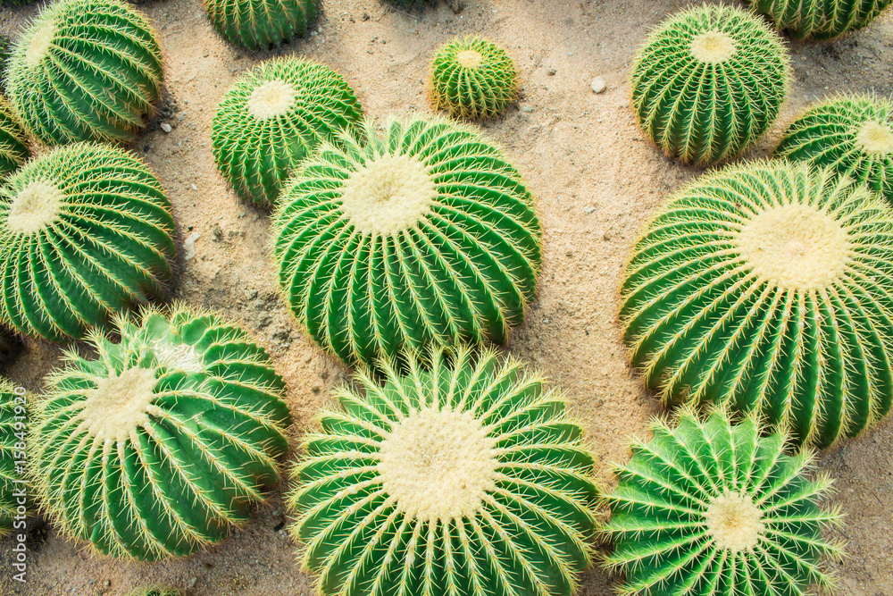 Cactus in the garden.