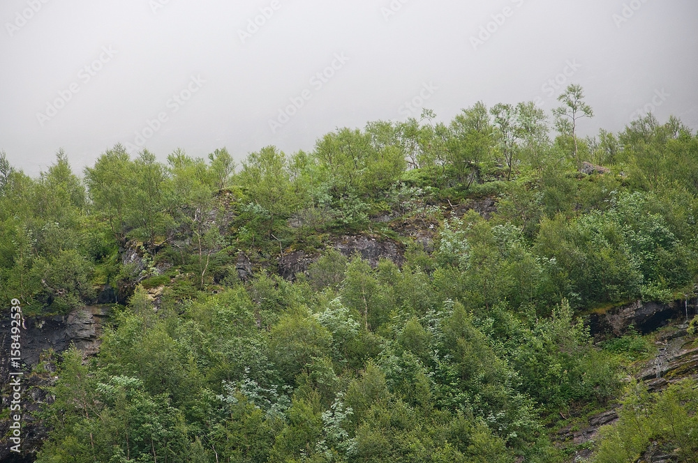Obraz premium Fresh green forest in fog. Scenic landscape in Bindal in Nordland, Norway on a sunny summer day.