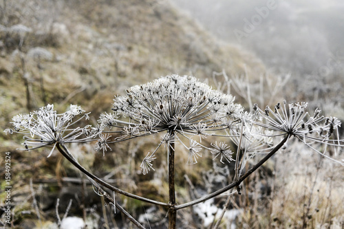 Frozen sosnowsky in nature, wnter time, Georgia. photo