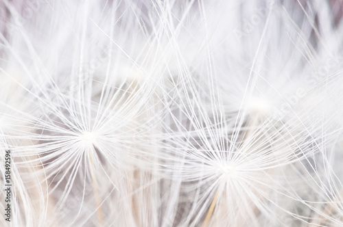 Dandelion seeds background abstract macro photo. © artesiawells