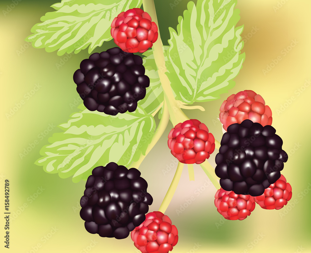 Fresh blackberry fruits growing. Vector realistic illustration Fresh blackberry fruits growing. Vector realistic illustration