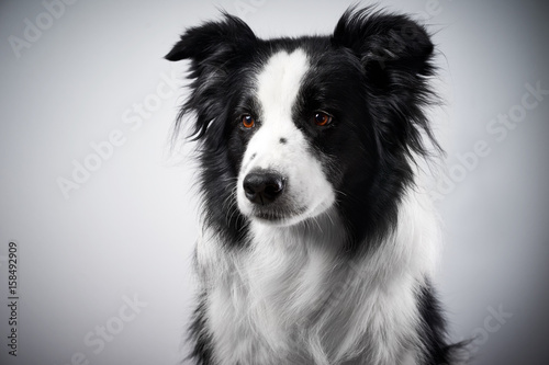 Obraz na płótnie Border collie portrait