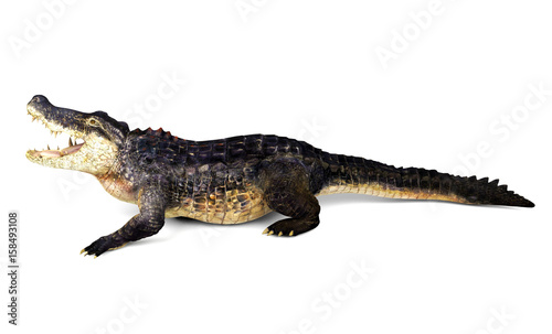 Crocodile isolated on white background  3D rendering
