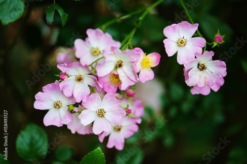 Pink ballerina musk rose flowers