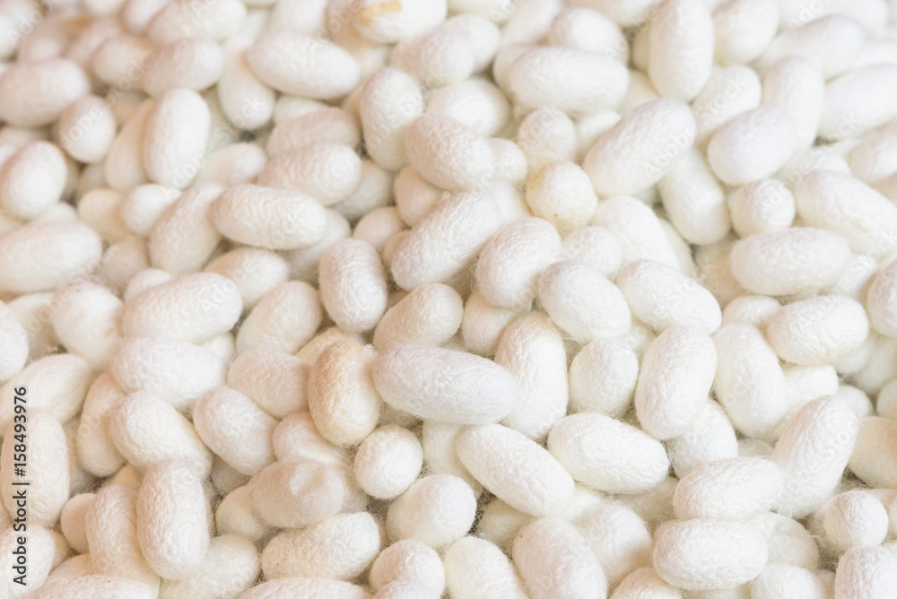 Raw Silk Cocoon Raw Silk Cocoon