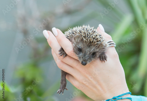 Little Hedgehog on hands