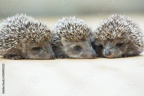 Three little Hedgehog portrait photo