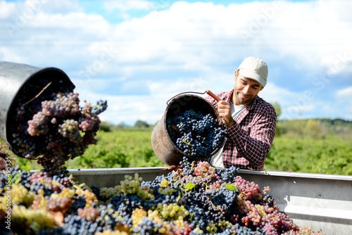 Fotografija handsome young man winemaker in his vineyard during wine harvest emptying a grap