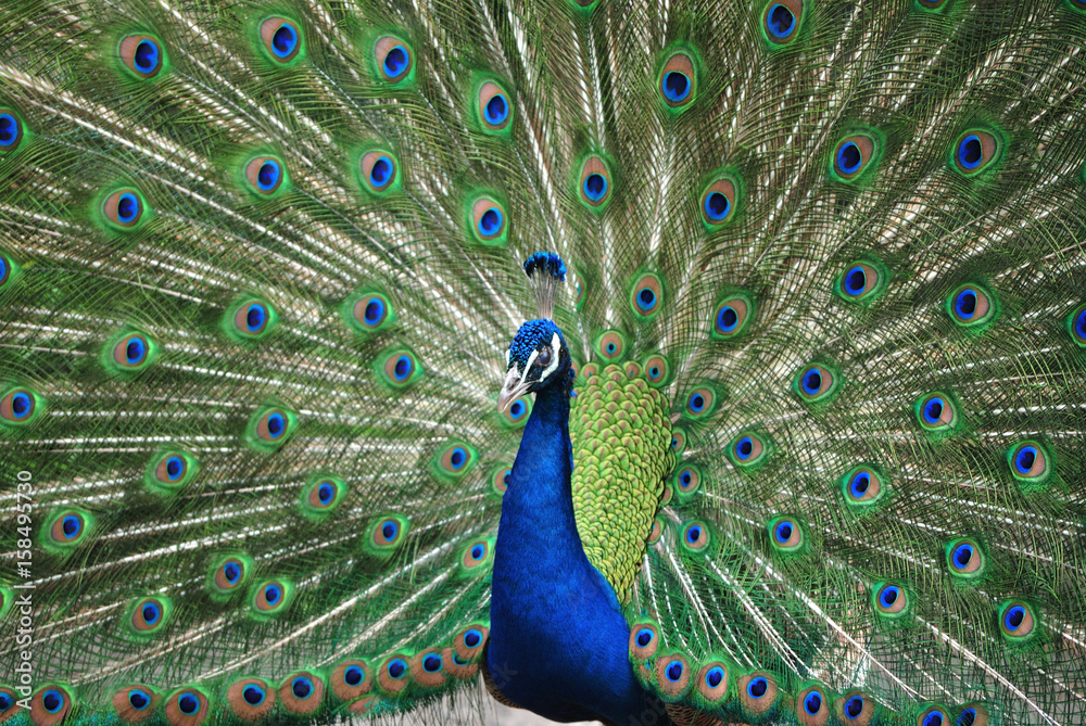 Obraz premium 一点集中