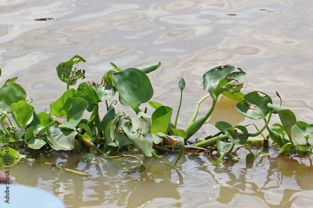 Naklejka premium Water hyacinth 