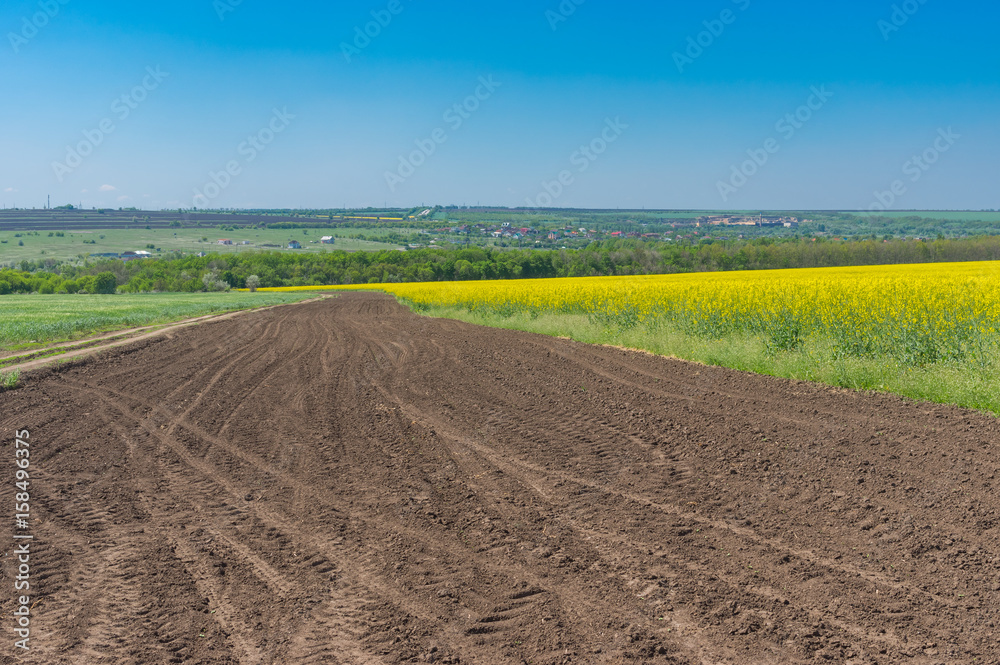 Spring landscape with dirty road between wheat and flowering rape agricultural fields in central Ukraine Spring landscape with dirty road between wheat and flowering rape agricultural fields in central Ukraine
